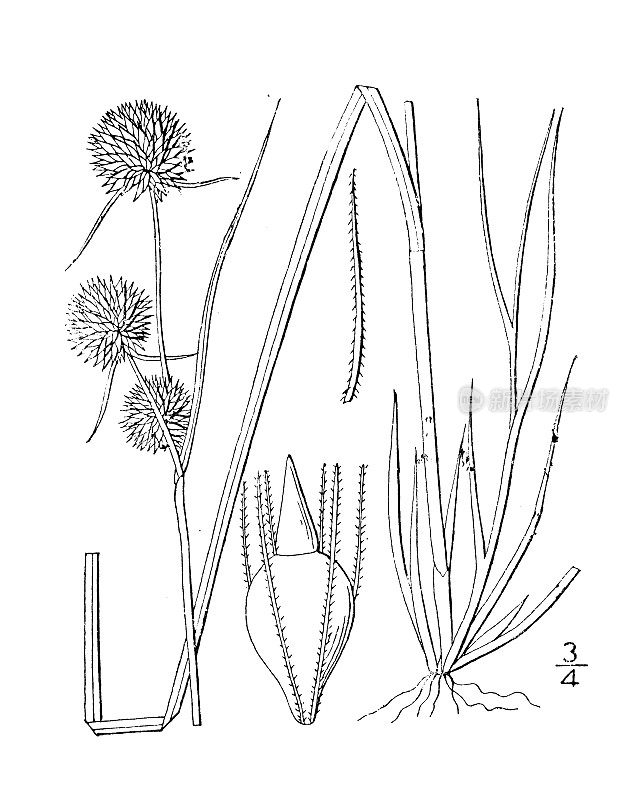 古植物学植物插图:Rynchospora axillaris，头状突刺